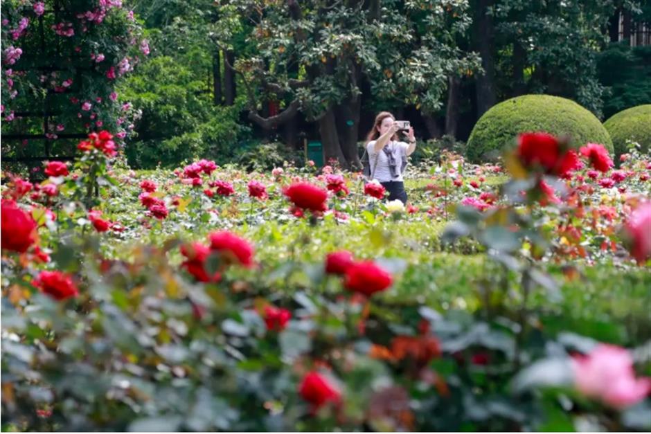 藏在市中心的月季花海!来这个法式花园免费打卡