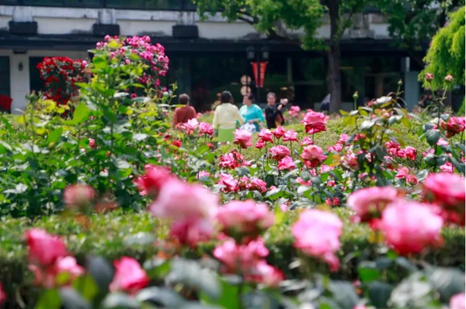 藏在市中心的月季花海!来这个法式花园免费打卡