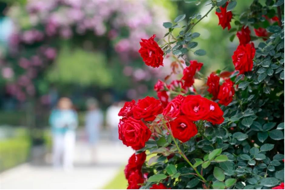 藏在市中心的月季花海!来这个法式花园免费打卡