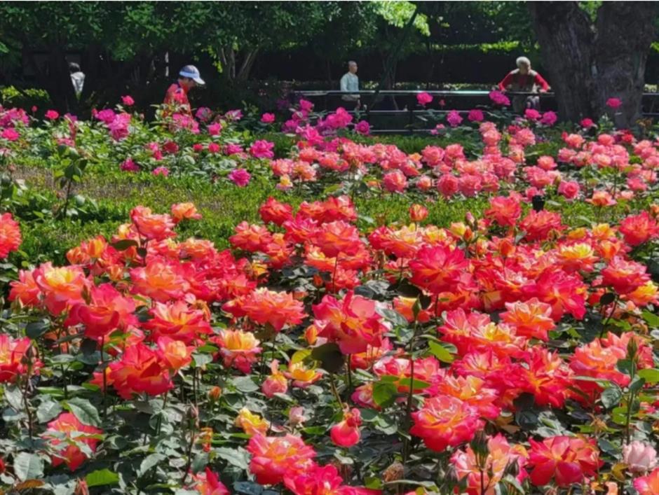 藏在市中心的月季花海!来这个法式花园免费打卡