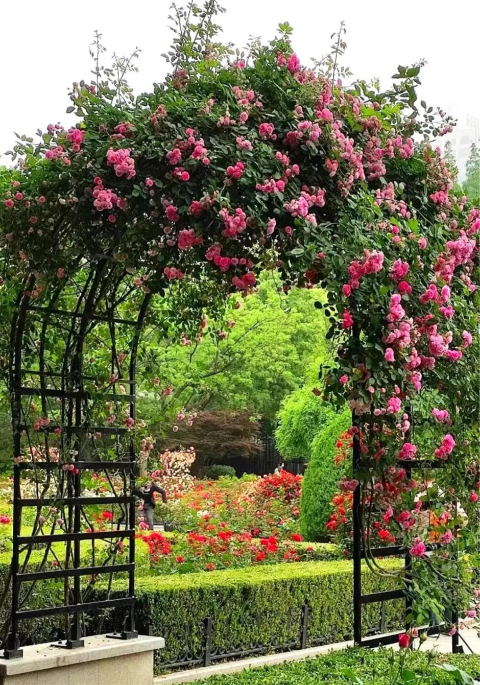 藏在市中心的月季花海!来这个法式花园免费打卡