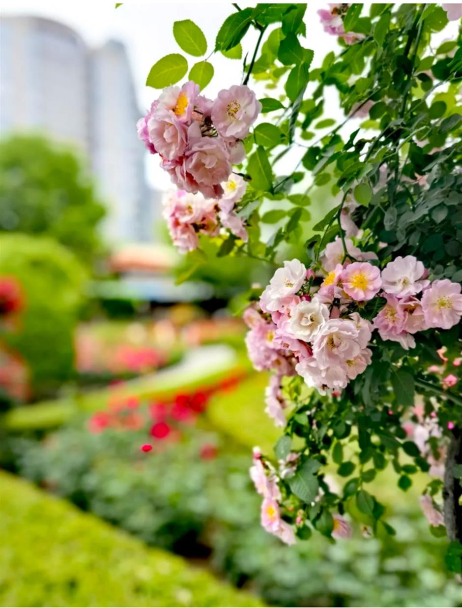藏在市中心的月季花海!来这个法式花园免费打卡