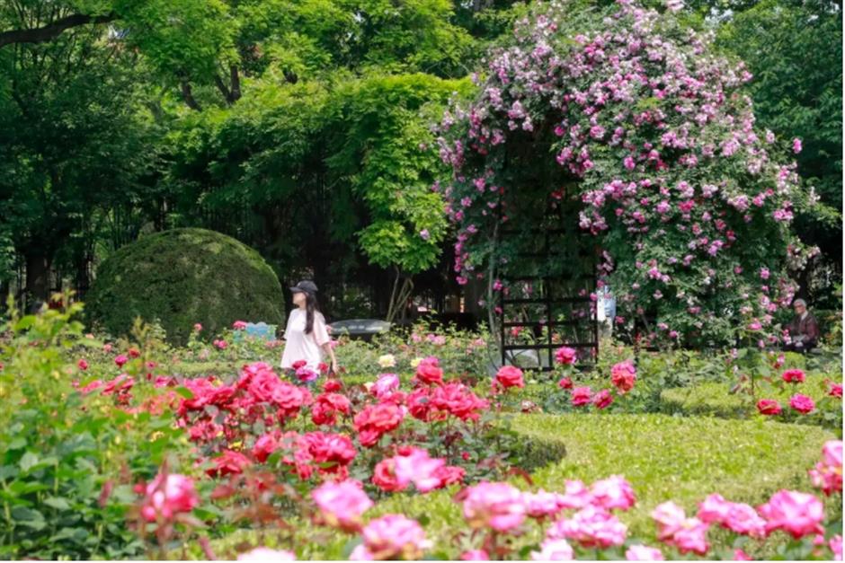 藏在市中心的月季花海!来这个法式花园免费打卡