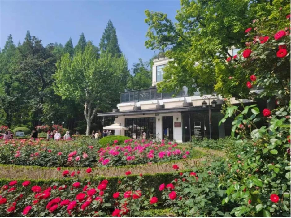 藏在市中心的月季花海!来这个法式花园免费打卡