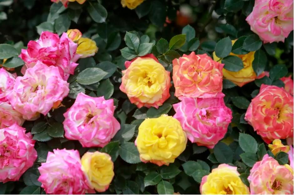 藏在市中心的月季花海!来这个法式花园免费打卡