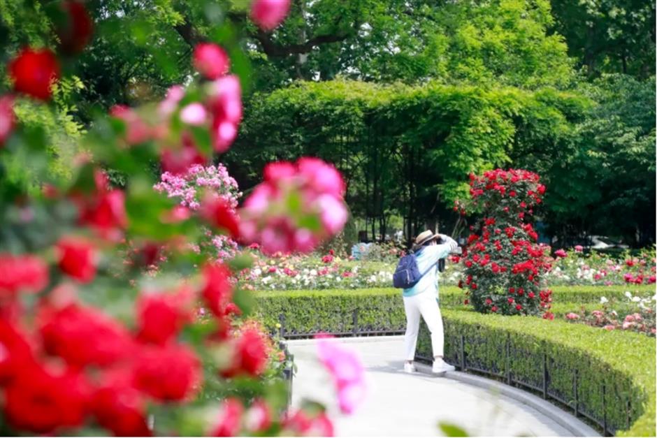 藏在市中心的月季花海!来这个法式花园免费打卡