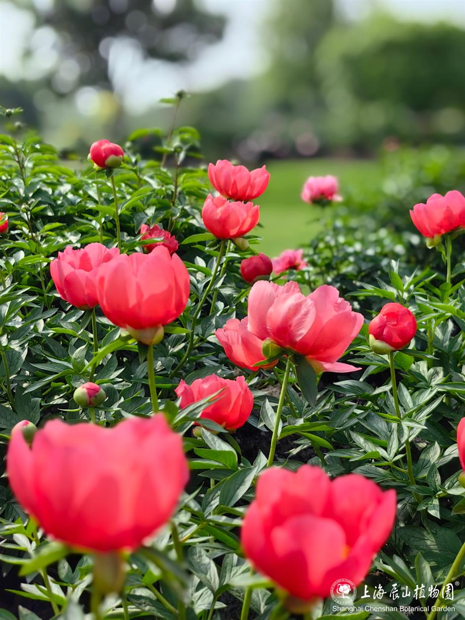 名单来了!中国旅游日,上海62家景区(点)限时门票半价