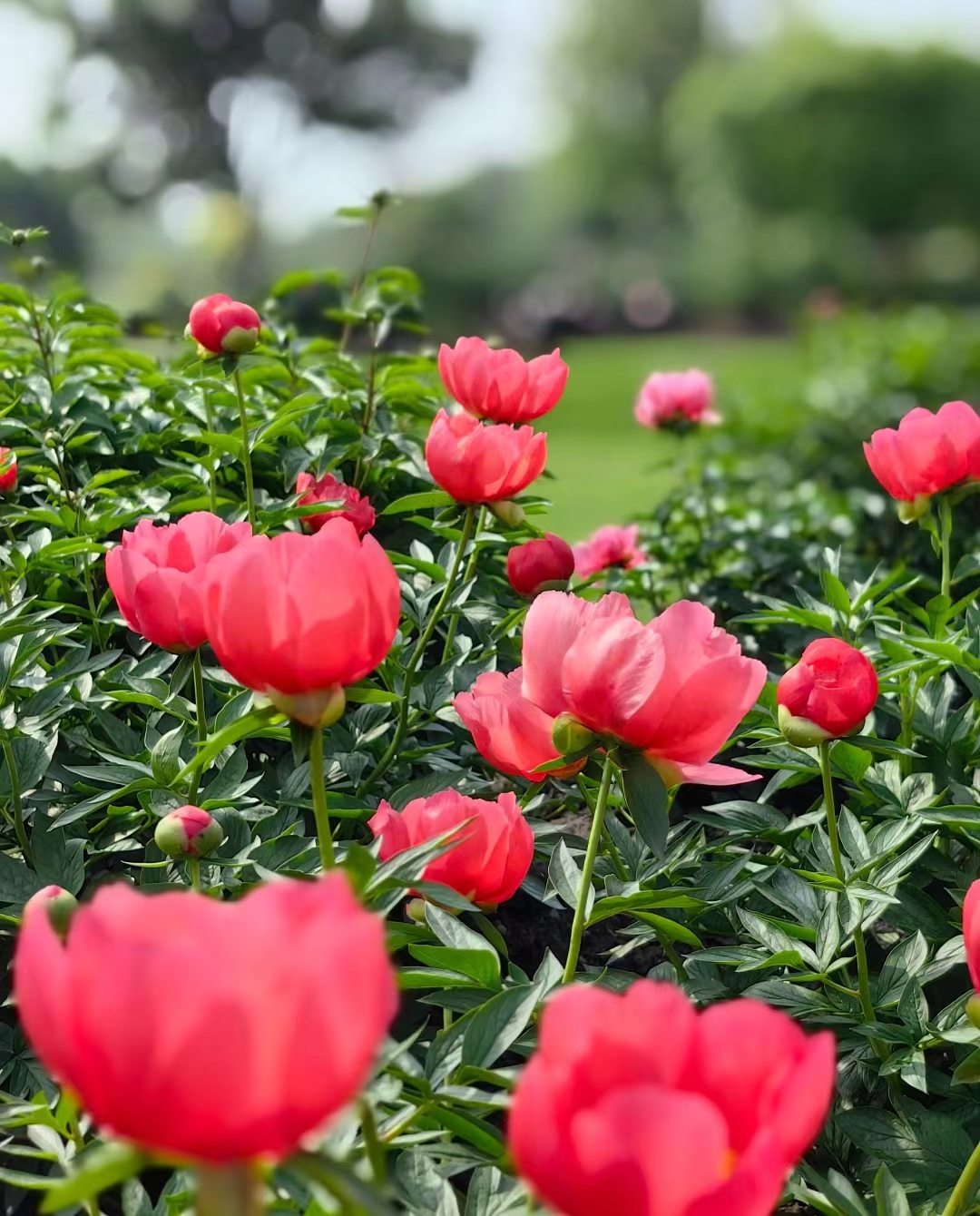 City News Services 城市资讯服务商