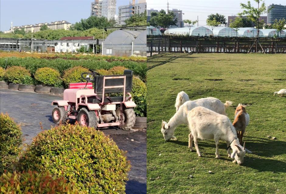 無門票!這裡有30萬朵,200多種月季開成了花海~