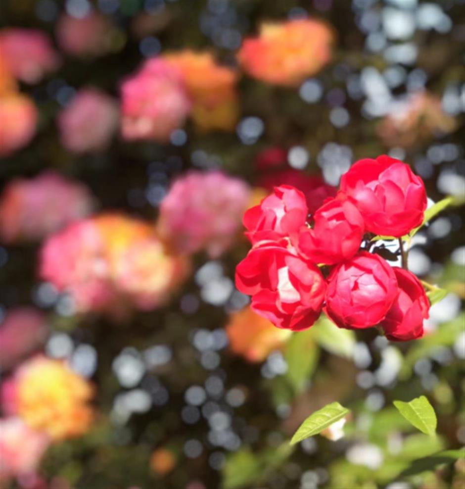 無門票!這裡有30萬朵,200多種月季開成了花海~