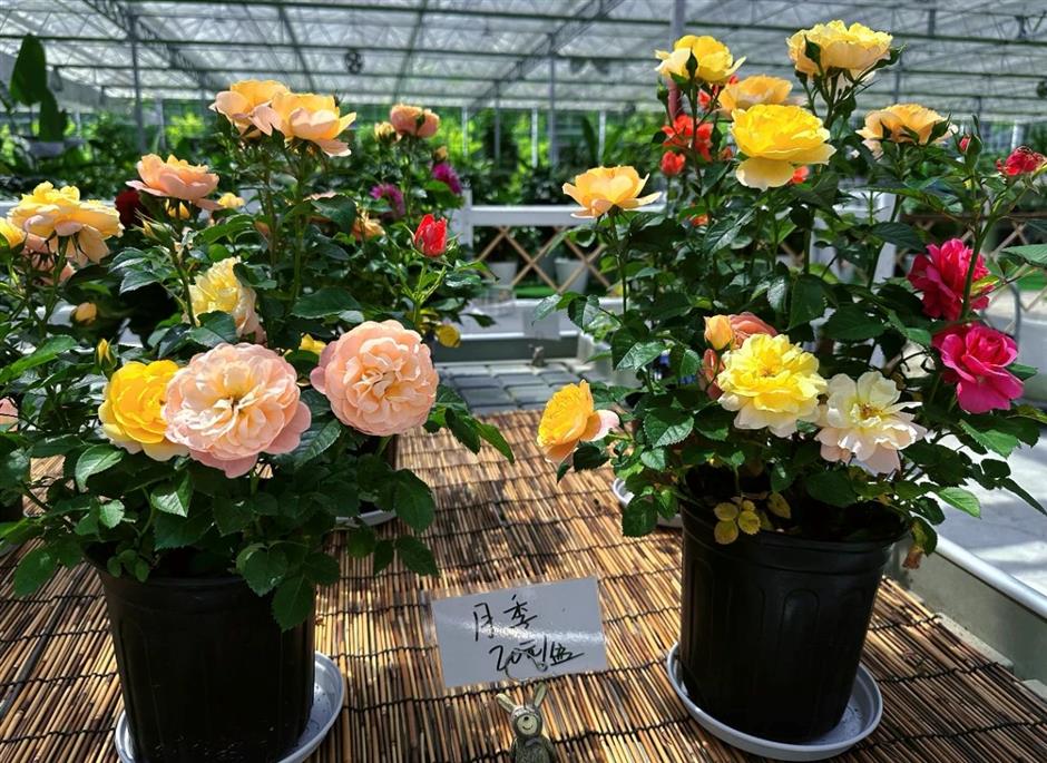 無門票!這裡有30萬朵,200多種月季開成了花海~