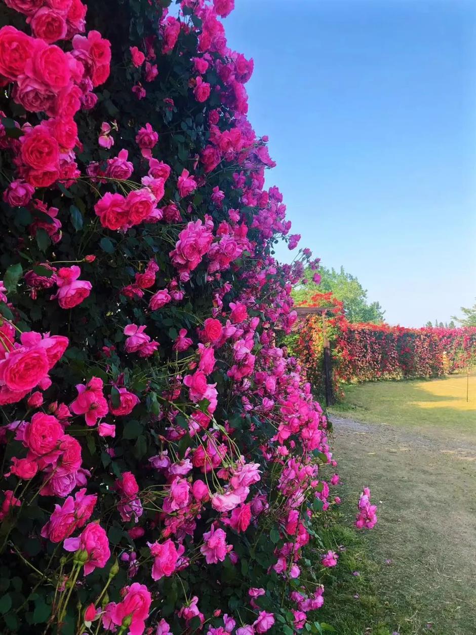 無門票!這裡有30萬朵,200多種月季開成了花海~