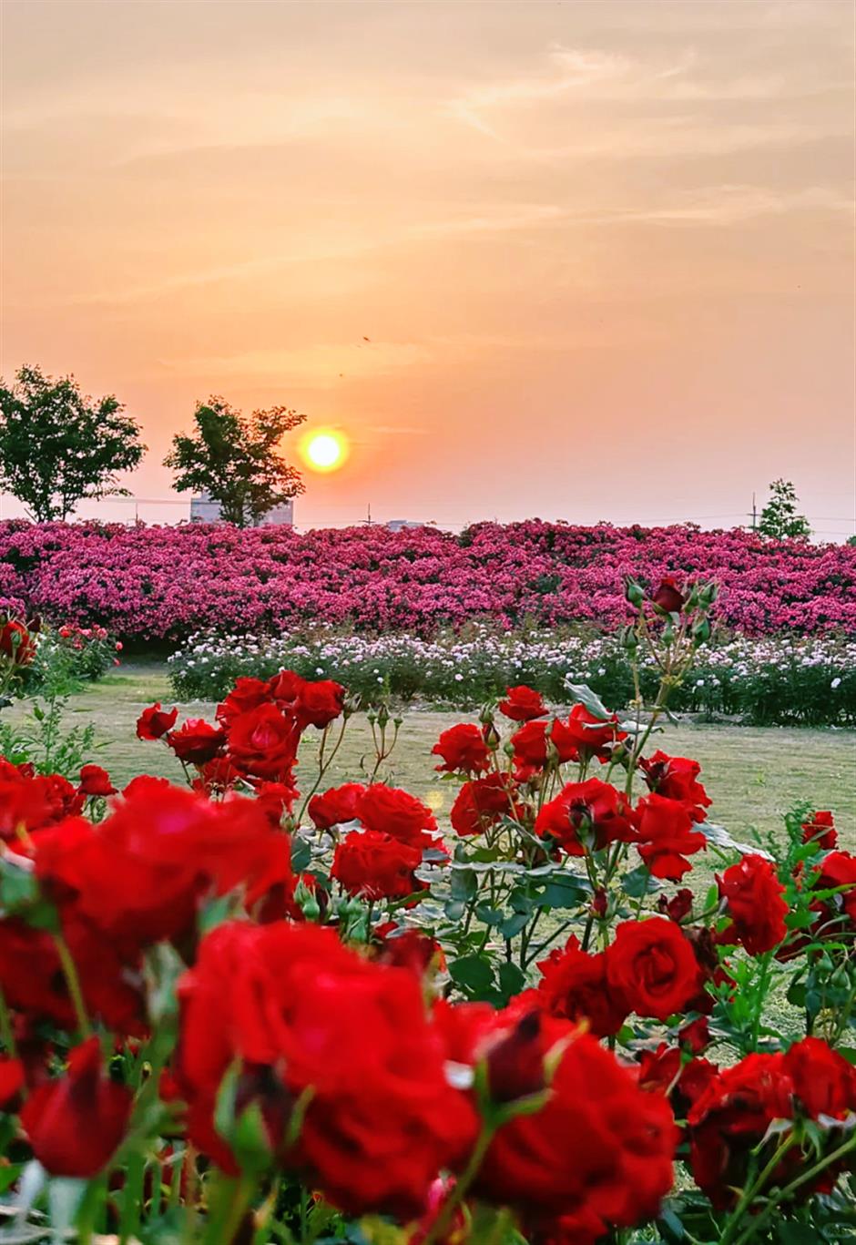 無門票!這裡有30萬朵,200多種月季開成了花海~