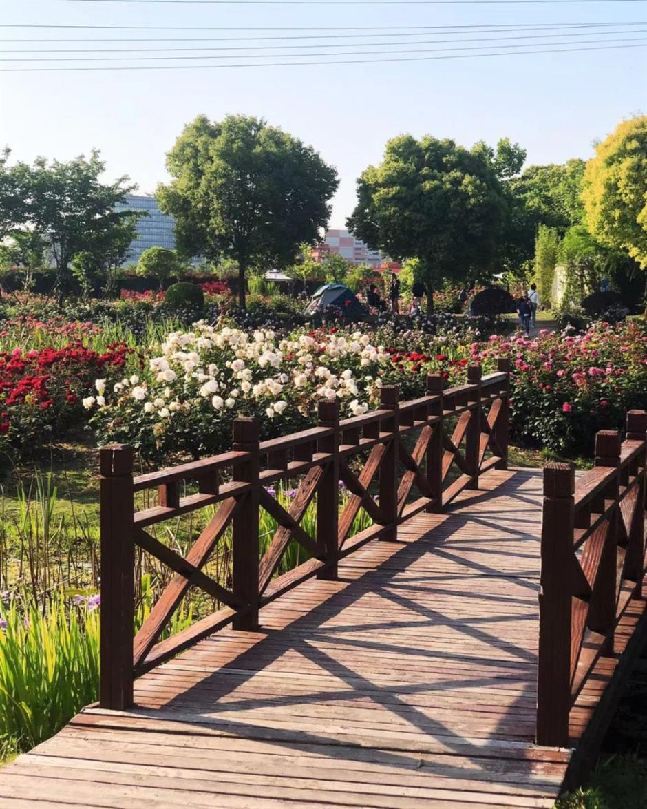 無門票!這裡有30萬朵,200多種月季開成了花海~