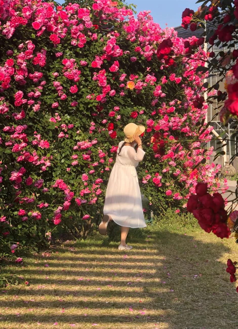 無門票!這裡有30萬朵,200多種月季開成了花海~