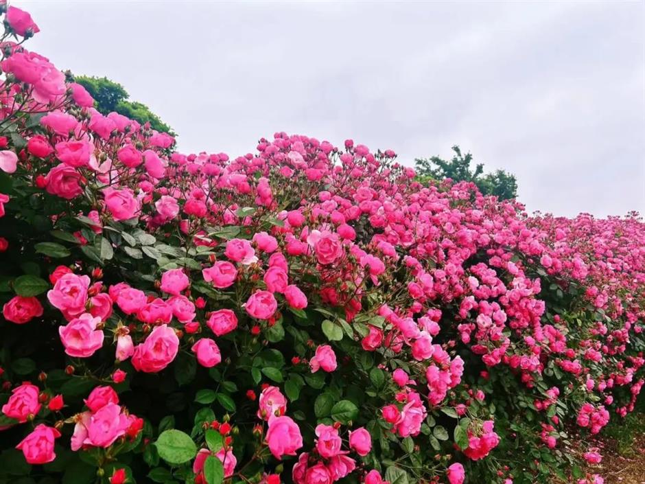 無門票!這裡有30萬朵,200多種月季開成了花海~