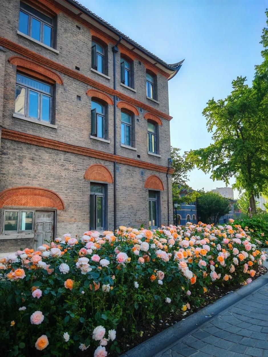 在苏州河畔看小故宫、百年洋房、欧式宫殿……还能解锁魔都隐藏赏花路线!