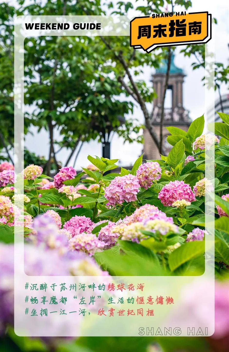 蘇州河邊的絕美花海,人少速來