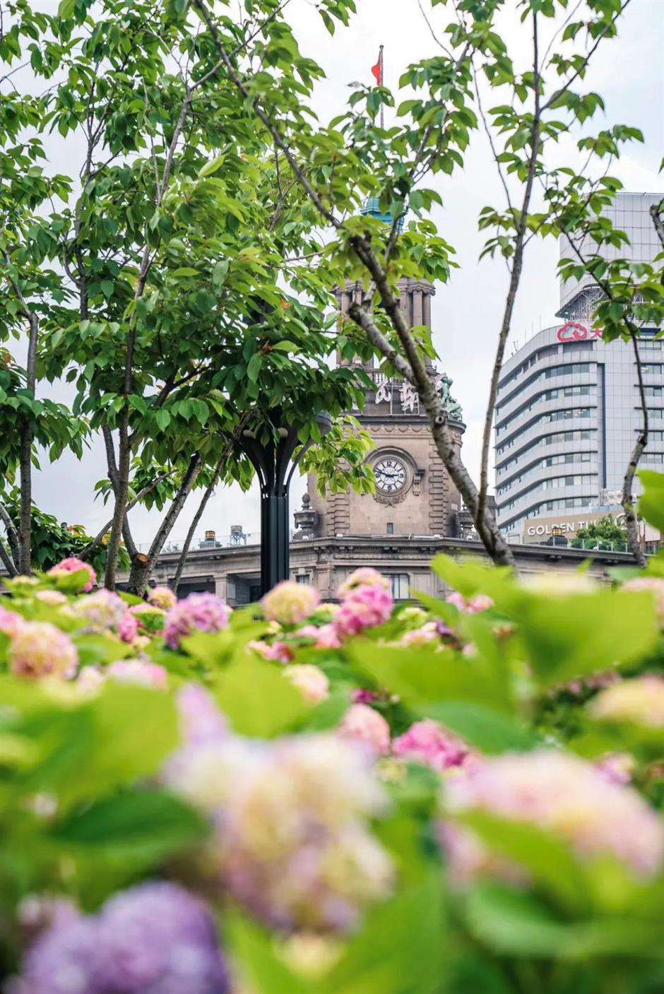 蘇州河邊的絕美花海,人少速來