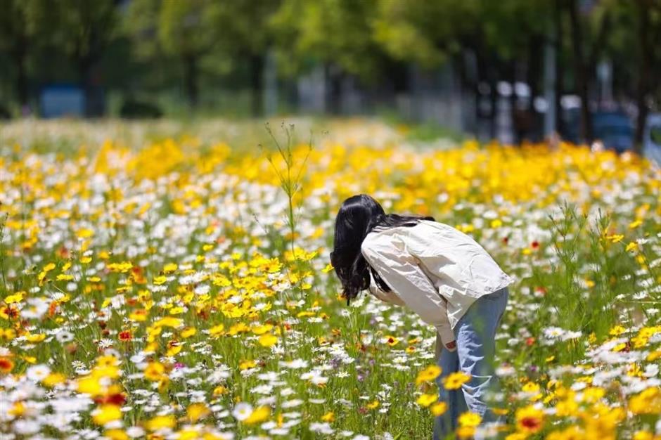 上海初夏的免费无人花海找到了!超出片→
