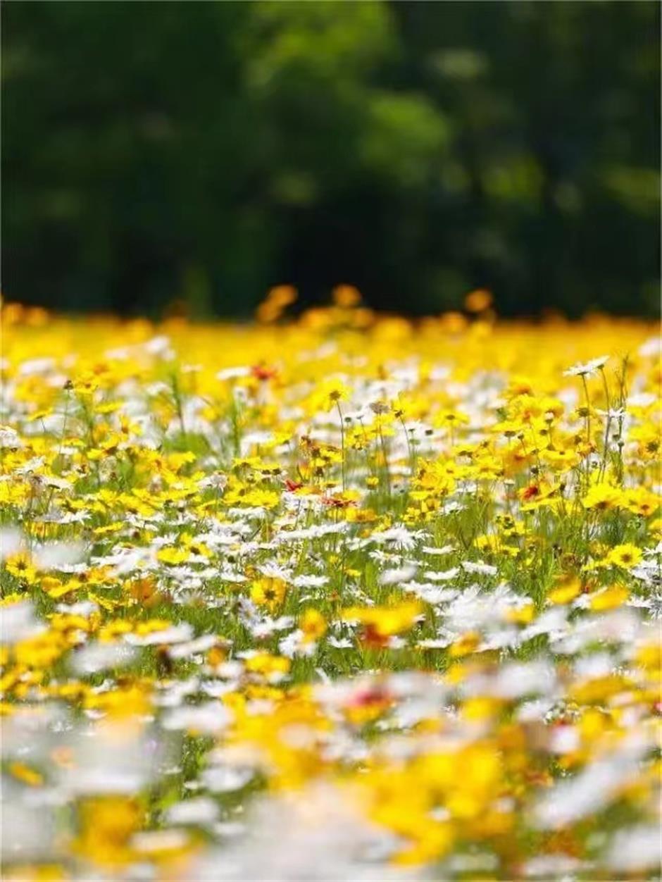 上海初夏的免费无人花海找到了!超出片→