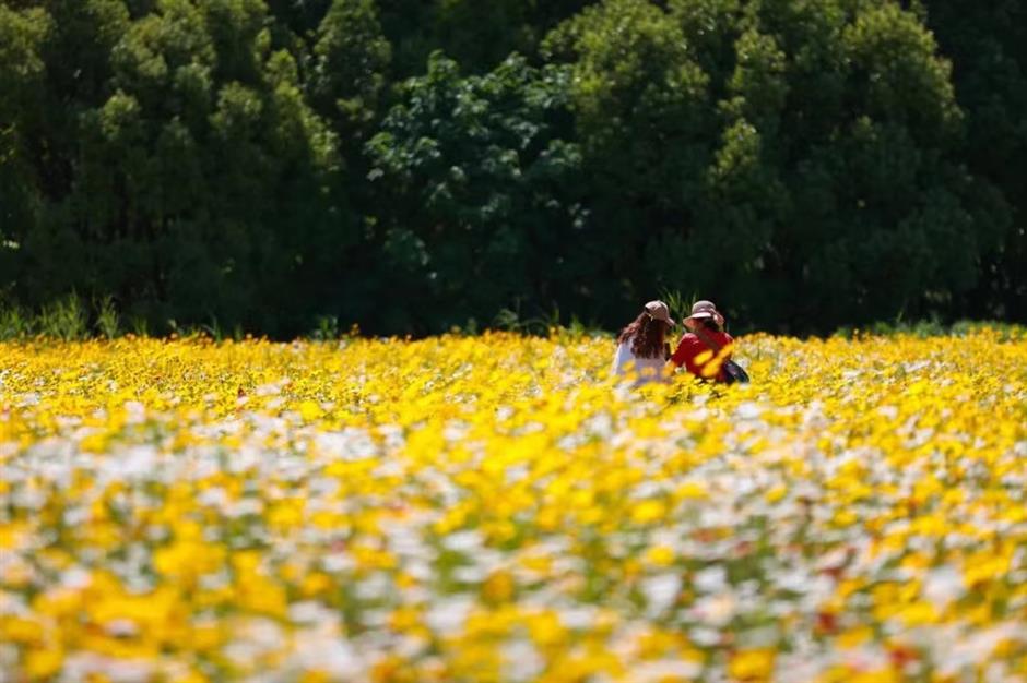 上海初夏的免费无人花海找到了!超出片→