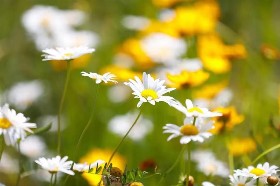 上海初夏的免费无人花海找到了!超出片→