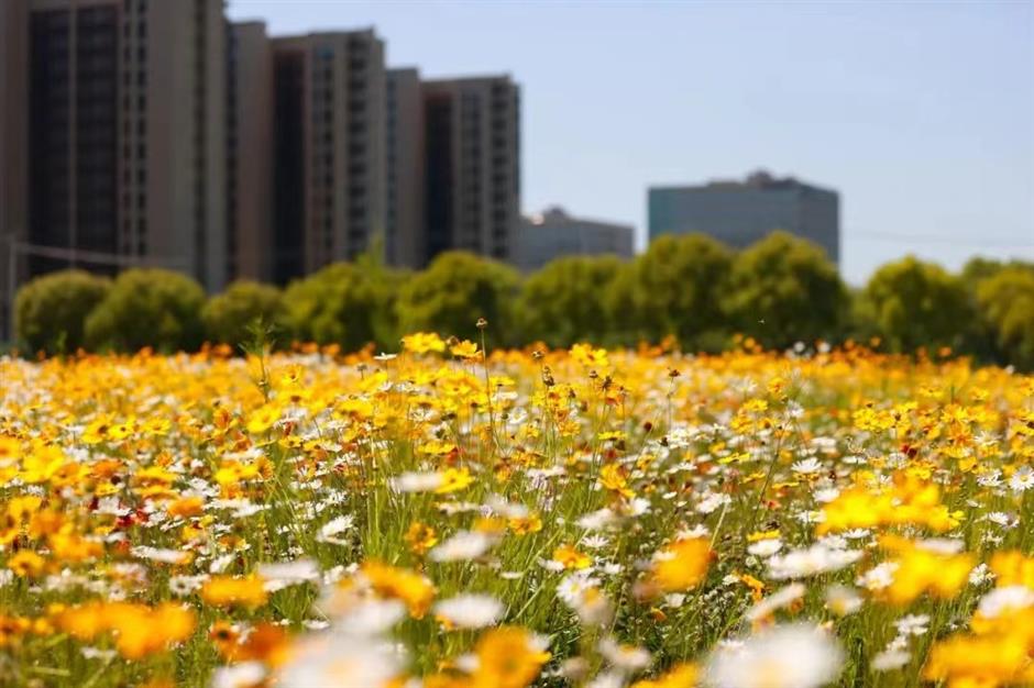 上海初夏的免费无人花海找到了!超出片→