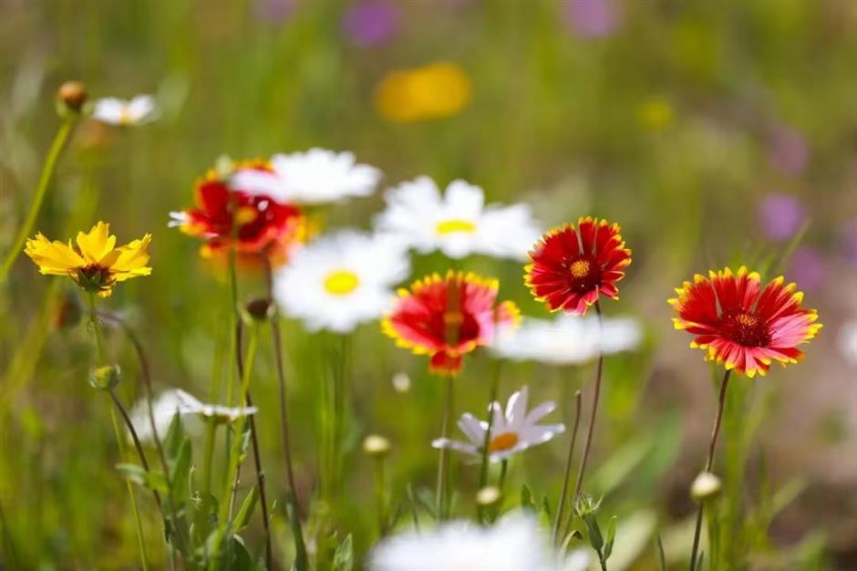上海初夏的免费无人花海找到了!超出片→