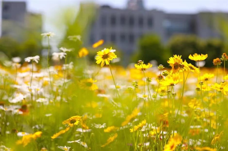上海初夏的免费无人花海找到了!超出片→