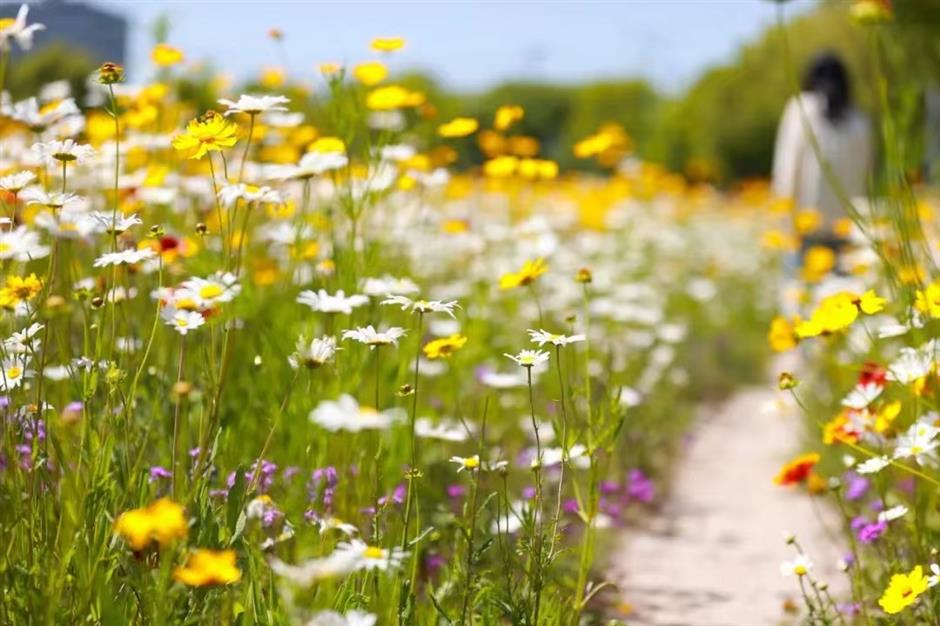 上海初夏的免费无人花海找到了!超出片→