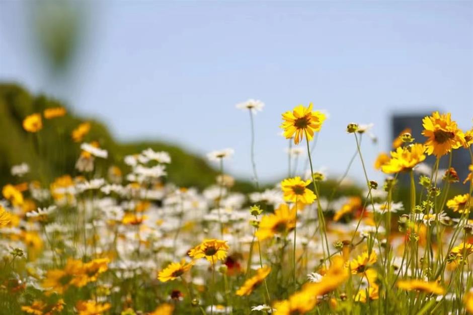 上海初夏的免费无人花海找到了!超出片→