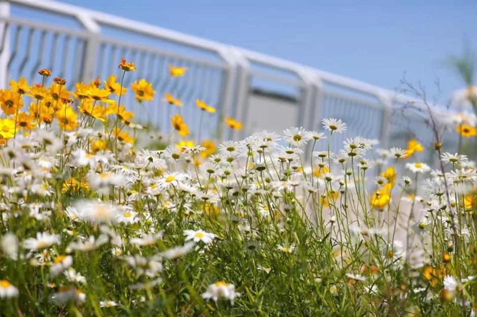 上海初夏的免费无人花海找到了!超出片→
