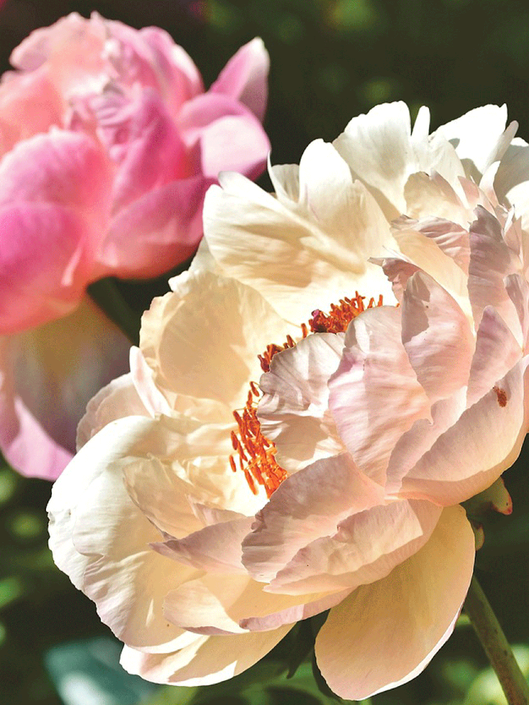 超適合初夏!郊野公園有新玩法