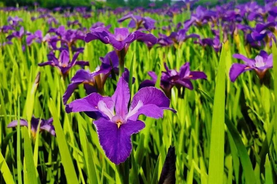 超適合初夏!郊野公園有新玩法
