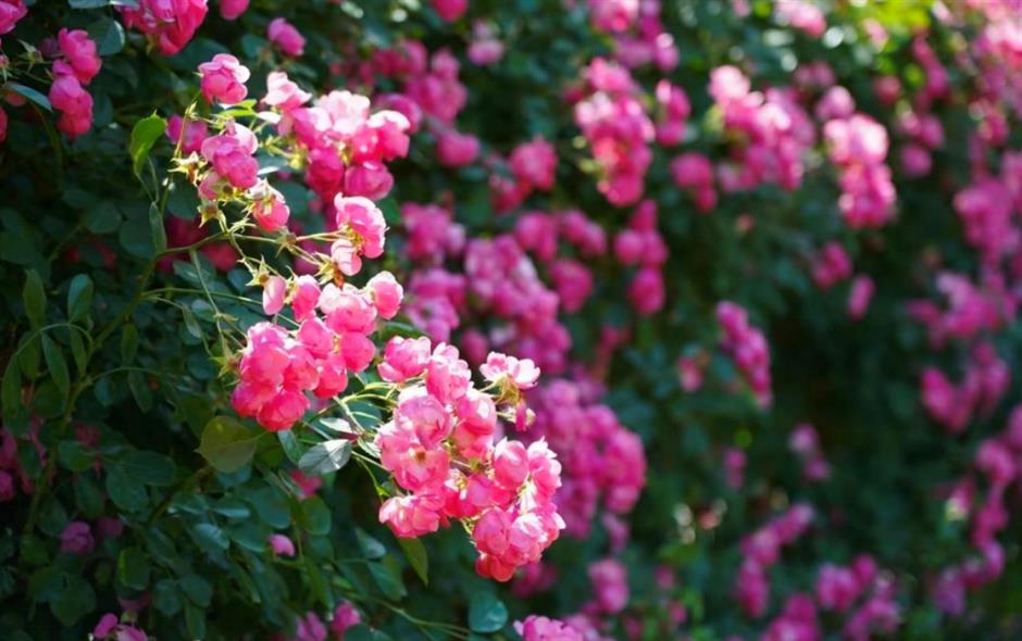 六一欢乐多,收下这份景区活动和优惠指南