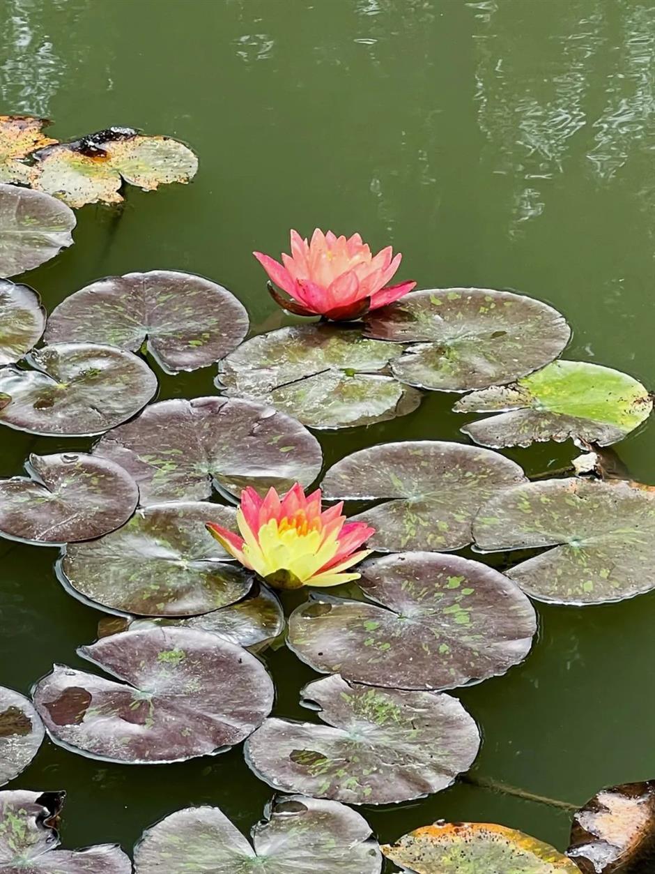 上海的第一朵睡蓮開啦！莫奈花園勝景就在這個免費公園裡→