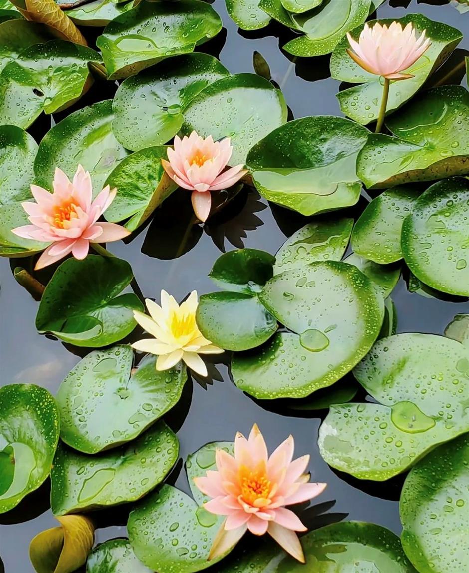 上海的第一朵睡蓮開啦！莫奈花園勝景就在這個免費公園裡→