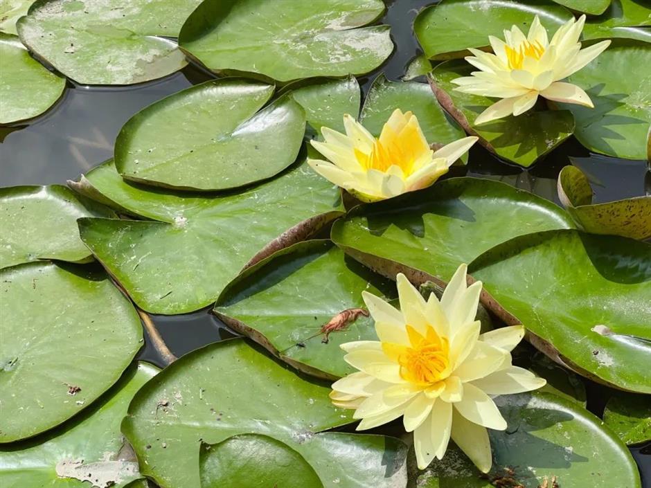 上海的第一朵睡蓮開啦！莫奈花園勝景就在這個免費公園裡→