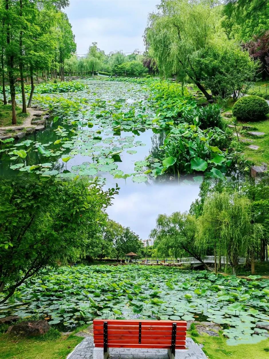 上海的第一朵睡蓮開啦！莫奈花園勝景就在這個免費公園裡→