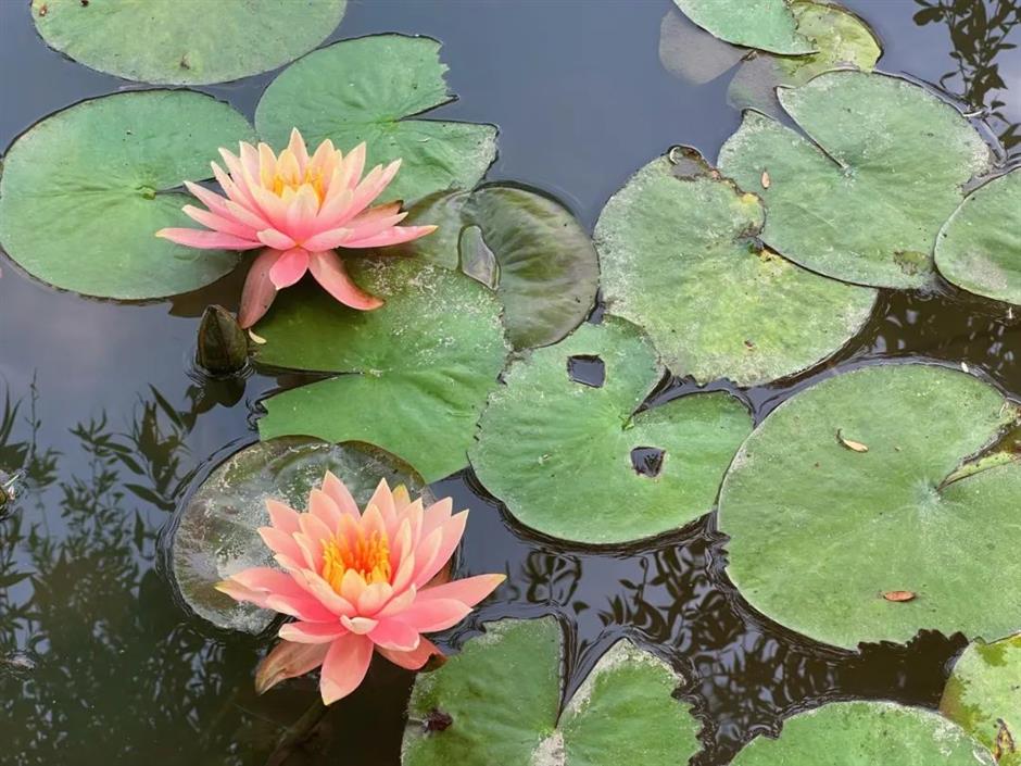 上海的第一朵睡蓮開啦！莫奈花園勝景就在這個免費公園裡→