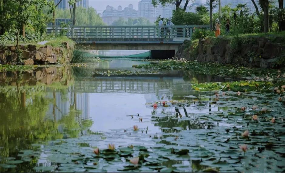 上海的第一朵睡蓮開啦！莫奈花園勝景就在這個免費公園裡→