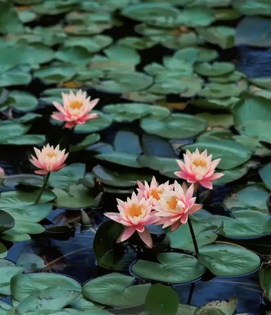 上海的第一朵睡蓮開啦！莫奈花園勝景就在這個免費公園裡→