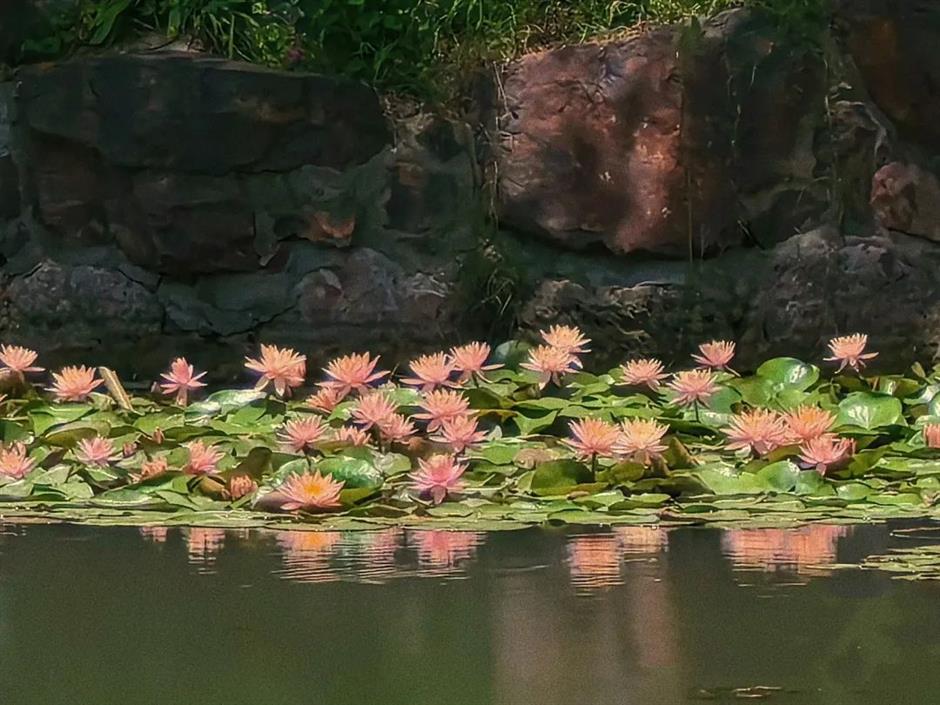 上海的第一朵睡蓮開啦！莫奈花園勝景就在這個免費公園裡→