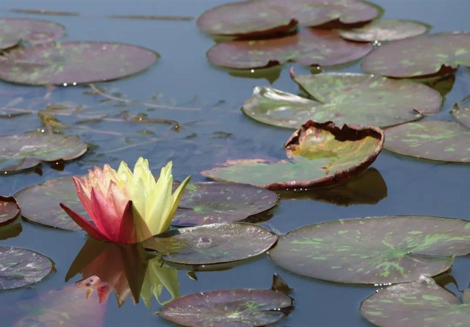 上海的第一朵睡蓮開啦！莫奈花園勝景就在這個免費公園裡→