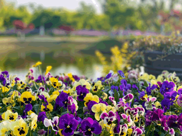 处处有花海,郊游打卡正当时