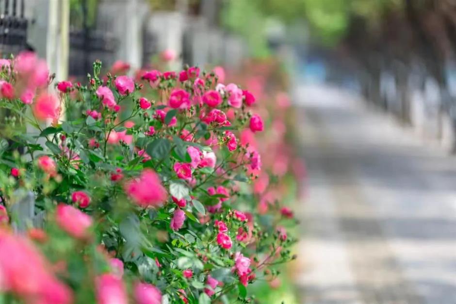 处处有花海,郊游打卡正当时