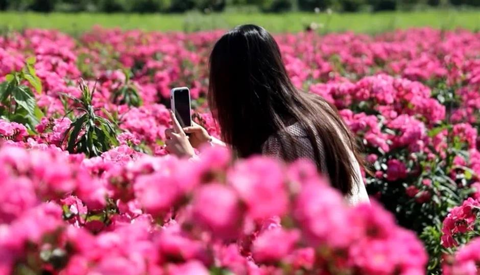 处处有花海,郊游打卡正当时