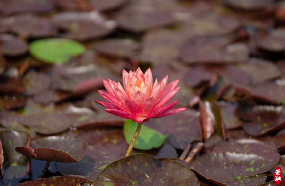 处处有花海,郊游打卡正当时