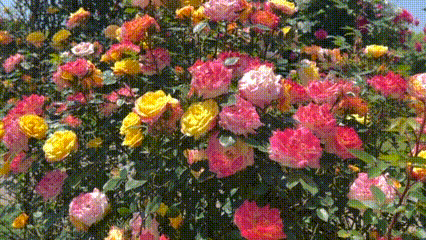 处处有花海,郊游打卡正当时